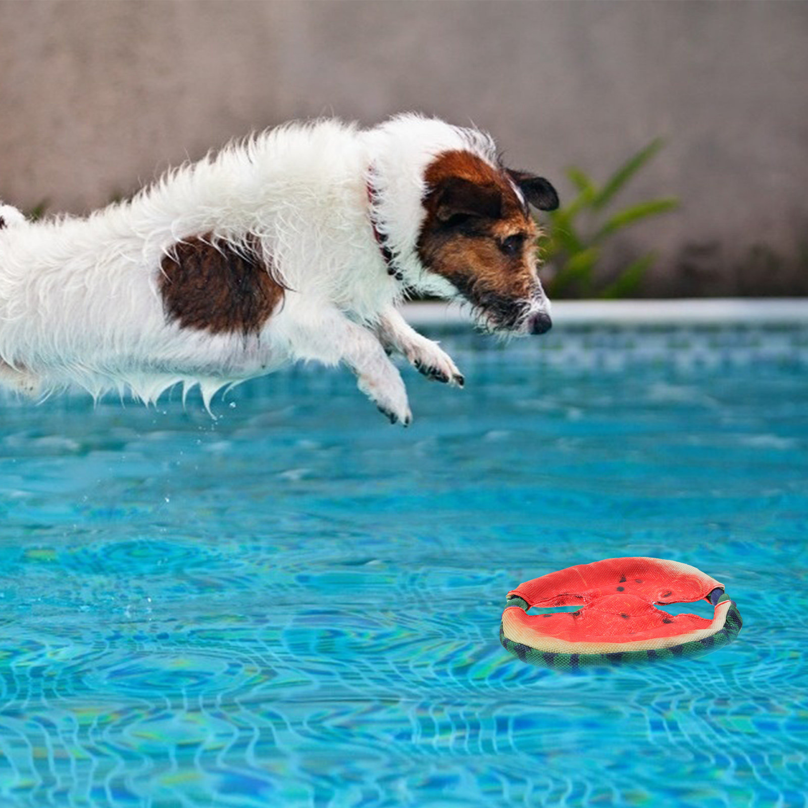 Köpekler İçin Uçan Disk Şeklin - Flying Disc Dog Training Toy incelemesi ve fiyatı