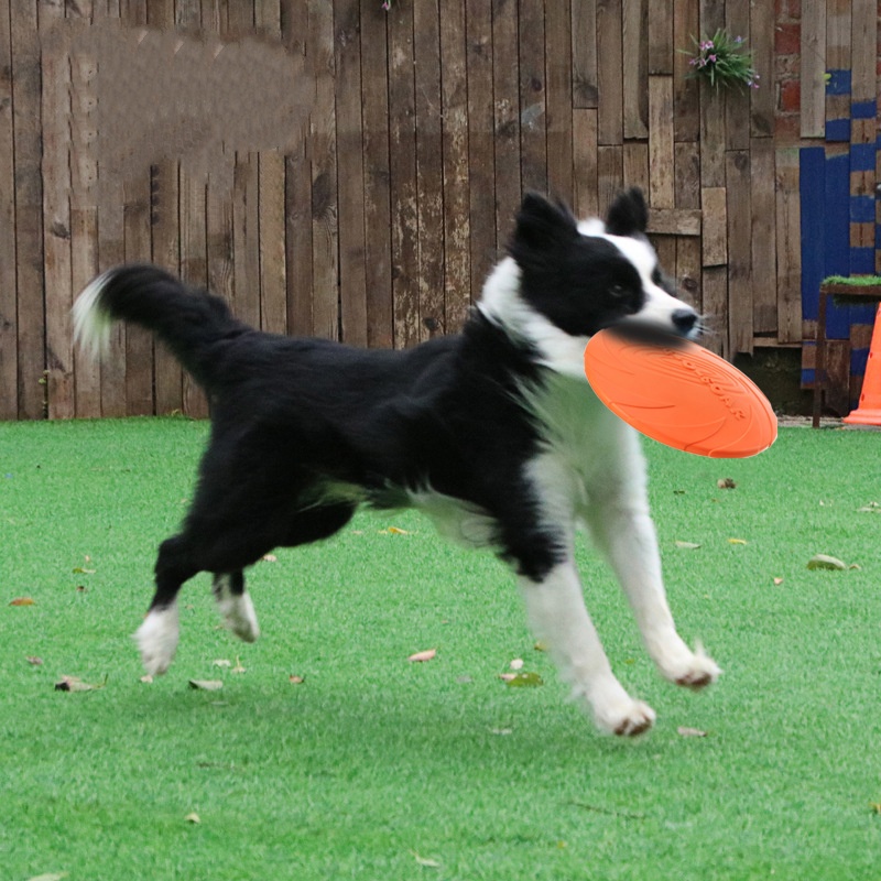 Köpekler ve Kediler için İnter - Indestructible Dog Chew Toy incelemesi ve fiyatı