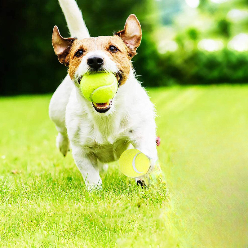 İnteraktif Çizgili Kauçuk Teni - Interactive Squeaky Plush Dog Toy incelemesi ve fiyatı