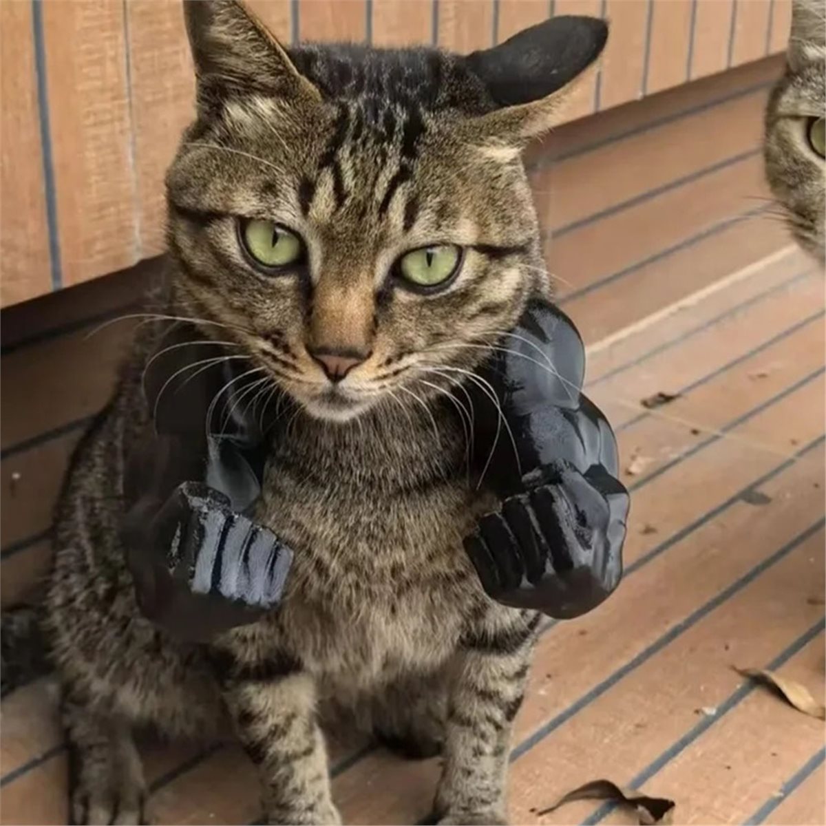 NEWCat Kaslı Kedi Kolyesi, Ked - Cat Toys incelemesi ve fiyatı